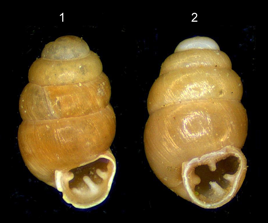 vertigo pygmaea